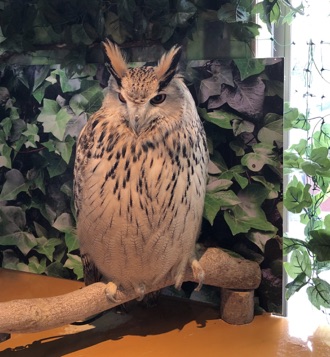 フクロウカフェに行ってみました : My first visit to the Owl cafe