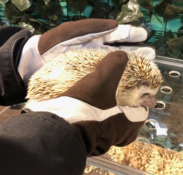 ハリネズミの森にも行ってみました：Visiting Hedgehog Cafe