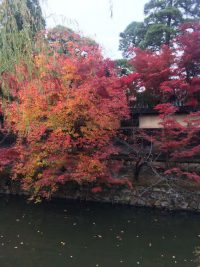 美観地区：紅葉の中の宝石