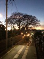 阿智神社の参道からの景観