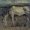 大原美術館：『荒地の老馬』コッテ