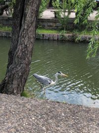 美観地区：倉敷川の生き物