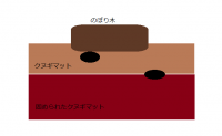 番外編：コクワガタ（メス）の越冬準備