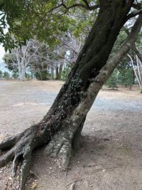 お出かけ：ときわ公園（山口県宇部市）②　～支え合う木～