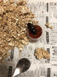 番外編：ついにコクワガタ(子)が成虫に！