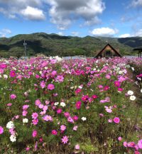 お出かけ：北房コスモス広場（2021年10月下旬）