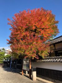 美観地区：まだまだ紅葉中