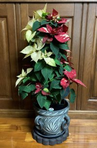 クリスマスの花：ポインセチア