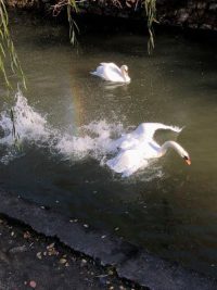 美観地区：倉敷川の白鳥とカワウ