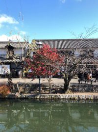 美観地区：植物の冬姿（倉敷川沿い）①