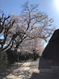 美観地区：2022年桜開花状況