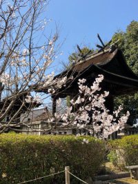 阿智神社の『阿智の神代桜』