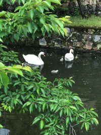 倉敷美観地区：白鳥のヒナ