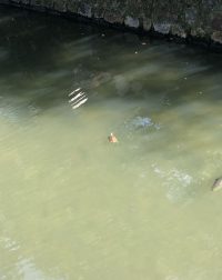 倉敷川水源付近で見つけたカメ