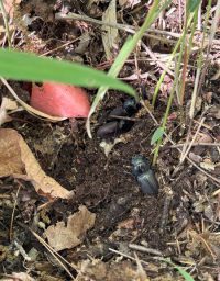 番外編：【コクワ飼育シーズン２】コクワ3姉妹、山（古墳）へ帰る（2025 年5月）