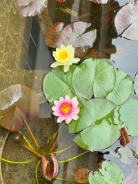 大原美術館：中庭の睡蓮（2025年5月）