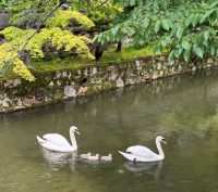 美観地区：倉敷川の白鳥（2025年春）