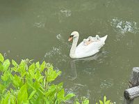 美観地区：倉敷川の白鳥～羽の中のヒナ～（2025年春）