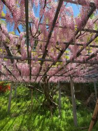 2025年の「阿知の藤」