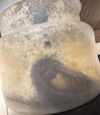 番外編：【コクワ飼育シーズン２】ついに羽化！（2025 年5月）