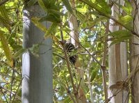 阿智神社（鶴形山）のコゲラ