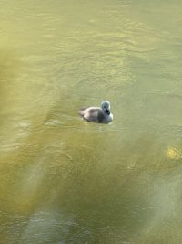 美観地区：倉敷川の白鳥～がんばれヒナ！～（2025年春）