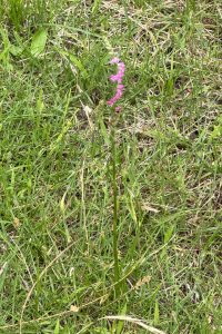 美観地区：散歩中の雑草（野草）たち②
