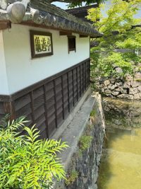 美観地区：倉敷川の白鳥～いつも近くにいる鳩～（2025年夏）