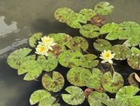 大原美術館：中庭の睡蓮（2025年秋）