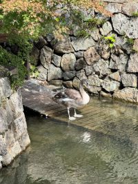 美観地区：倉敷川の白鳥～ヒナのお引越し～　(2025年秋）