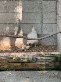 鶴形山（阿智神社）の烏骨鶏～その1～