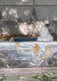 鶴形山（阿智神社）の烏骨鶏～その2～