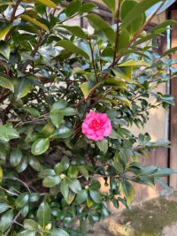 美観地区：新渓園の最後の一葉と最初の一輪