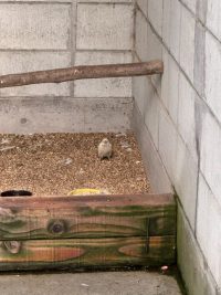 鶴形山（阿智神社）の烏骨鶏～その3～