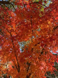 美観地区：2025年の紅葉