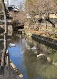 美観地区：倉敷川の白鳥～ヒナの昼寝～（2025年冬）