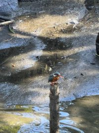 美観地区：新渓園のカワセミとコサギ