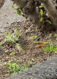 美観地区：野鳥のアオジ
