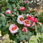 美観地区：阿智神社参道の椿と桜