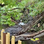 美観地区：倉敷川の白鳥～2026年4月～