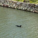 美観地区：倉敷川のカワウとウナギ