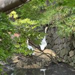 美観地区：倉敷川の白鳥～2026年4月下旬～