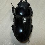 番外編：ヒラタクワガタのメスがやって来た！