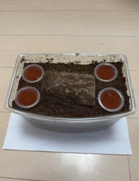 番外編：ヒラタクワガタの産卵セット