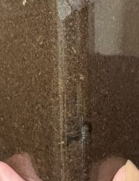 番外編：ヒラタクワガタの幼虫を確認！