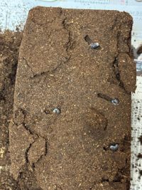 番外編：ヒラタクワガタの幼虫をクヌギマットから取り出す