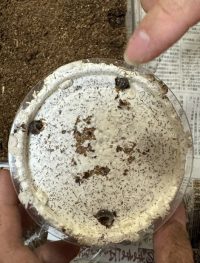 番外編：ヒラタクワガタ幼虫用のセット