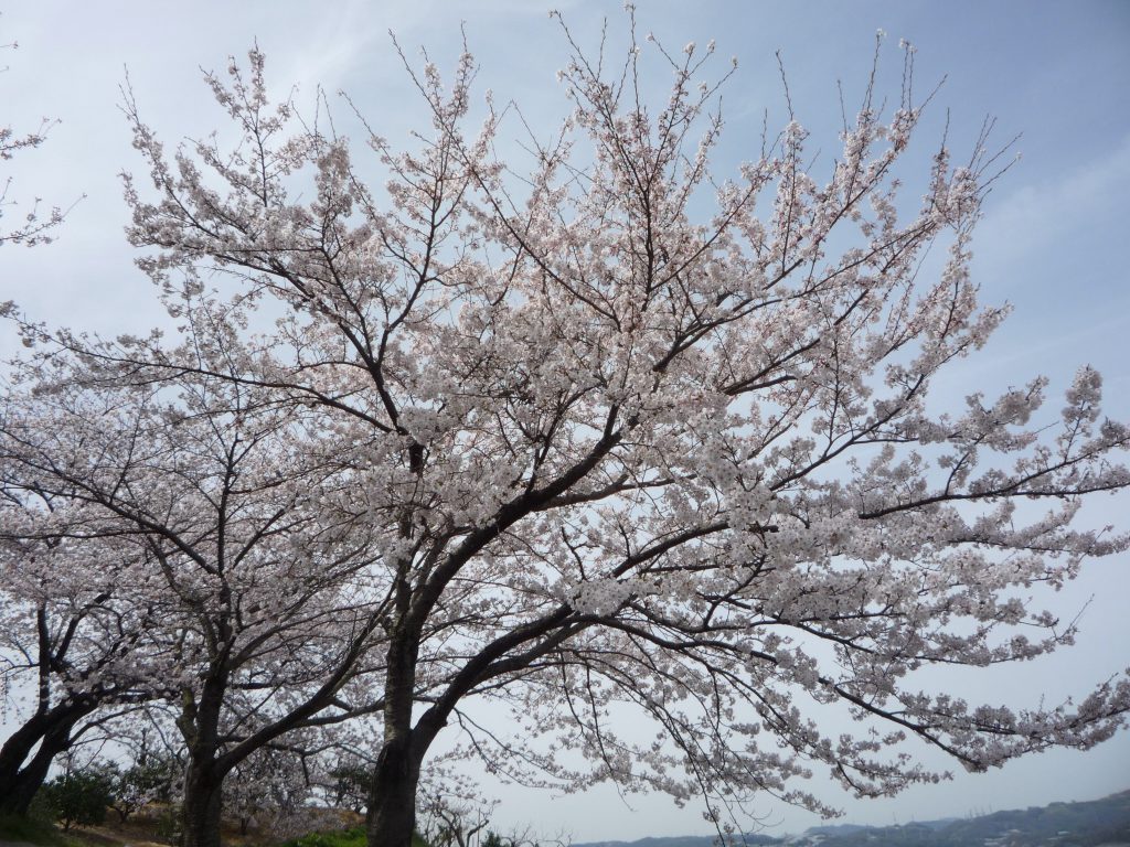 皆様の心に花が咲きますように